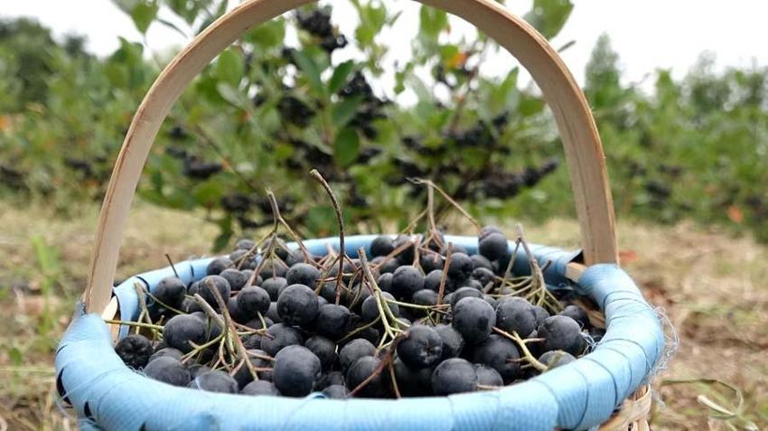 Karadeniz'in yeni süper meyvesi! Aronya için hasat zamanı: Kilosu 150 lira...
