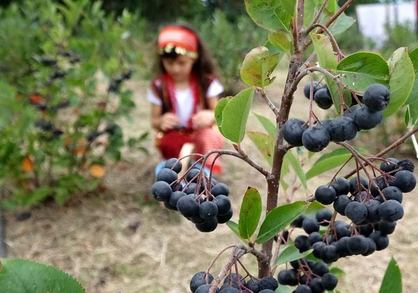 Karadeniz'in yeni süper meyvesi! Aronya için hasat zamanı: Kilosu 150 lira...
