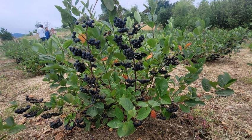 Karadeniz'in yeni süper meyvesi! Aronya için hasat zamanı: Kilosu 150 lira...