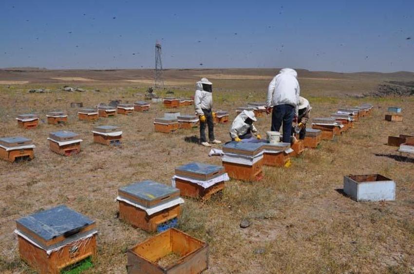 Paraya para demiyor! Kilosu 500 liradan satılıyor, 26 yıldır bu mesleği yapıyor