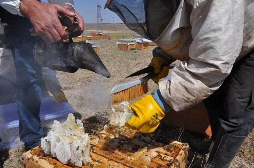Paraya para demiyor! Kilosu 500 liradan satılıyor, 26 yıldır bu mesleği yapıyor