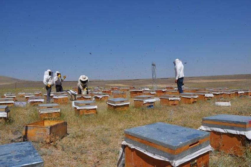 Paraya para demiyor! Kilosu 500 liradan satılıyor, 26 yıldır bu mesleği yapıyor