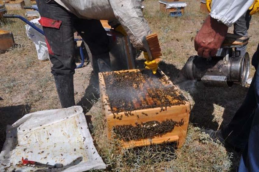 Paraya para demiyor! Kilosu 500 liradan satılıyor, 26 yıldır bu mesleği yapıyor