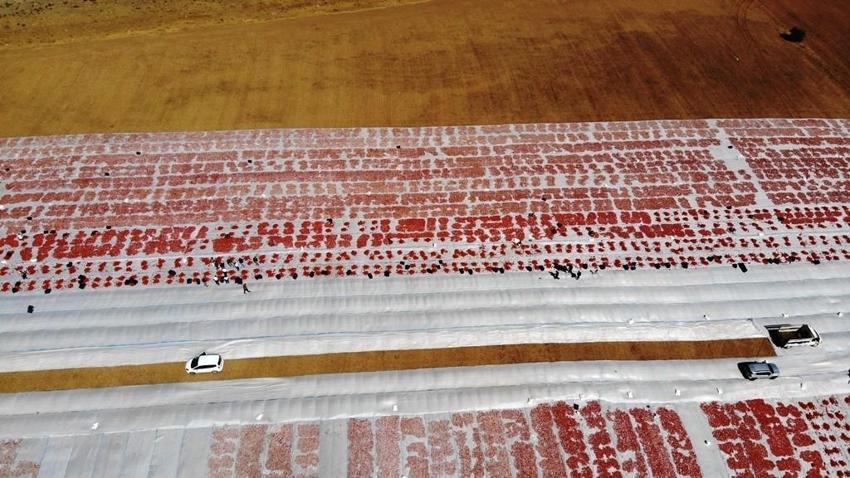 Dünya ülkeleri sıraya girdi, bir ilimize 832 milyon lira kazandırdı! 'Raftaki fiyatı 20 dolar'