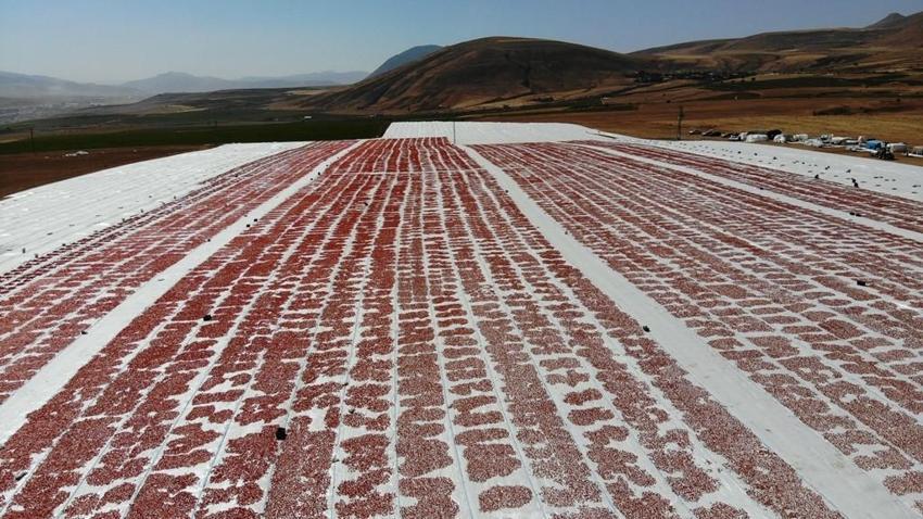 Dünya ülkeleri sıraya girdi, bir ilimize 832 milyon lira kazandırdı! 'Raftaki fiyatı 20 dolar'
