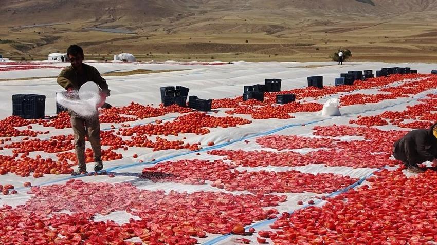 Dünya ülkeleri sıraya girdi, bir ilimize 832 milyon lira kazandırdı! 'Raftaki fiyatı 20 dolar'