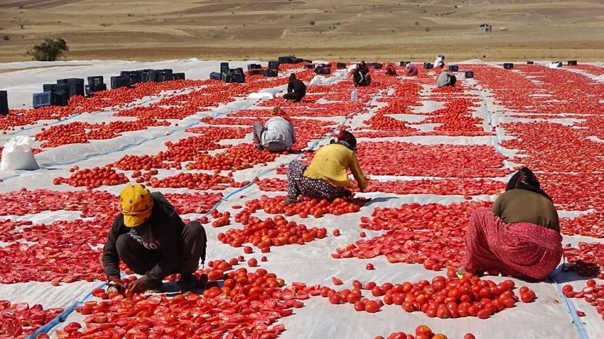 Dünya ülkeleri sıraya girdi, bir ilimize 832 milyon lira kazandırdı! 'Raftaki fiyatı 20 dolar'
