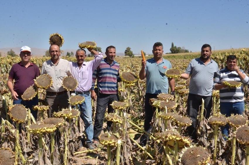 Siyah altın hasadı başladı! Kilosu 40 liradan satılıyor