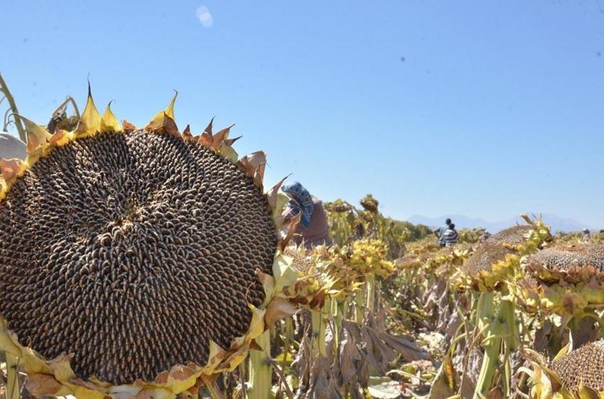 Siyah altın hasadı başladı! Kilosu 40 liradan satılıyor