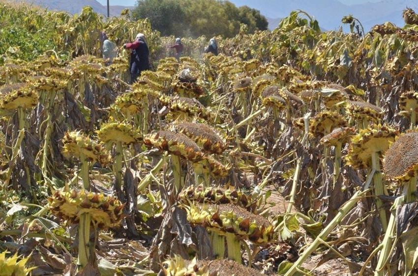 Siyah altın hasadı başladı! Kilosu 40 liradan satılıyor