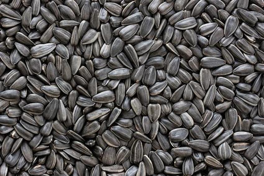 Siyah altın hasadı başladı! Kilosu 40 liradan satılıyor