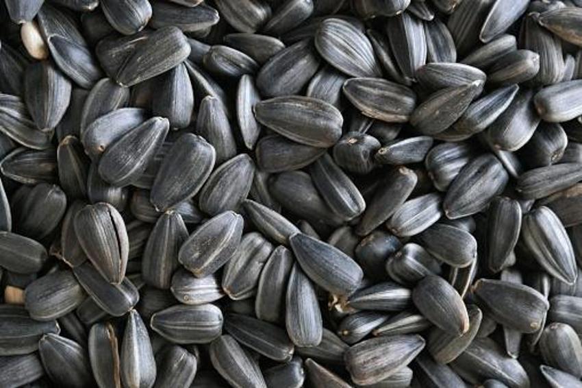 Siyah altın hasadı başladı! Kilosu 40 liradan satılıyor