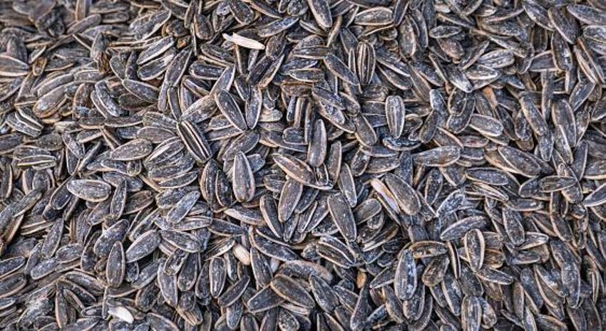 Siyah altın hasadı başladı! Kilosu 40 liradan satılıyor