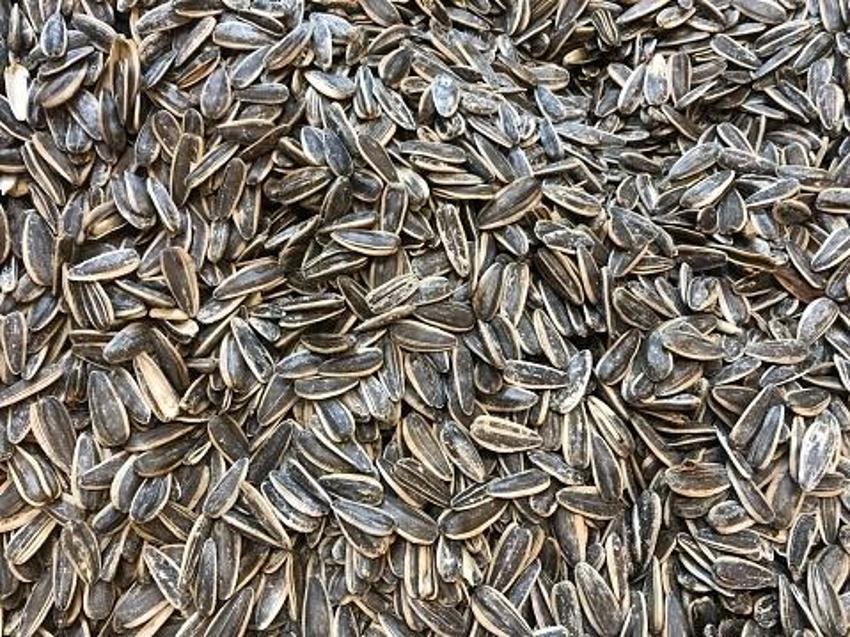 Siyah altın hasadı başladı! Kilosu 40 liradan satılıyor