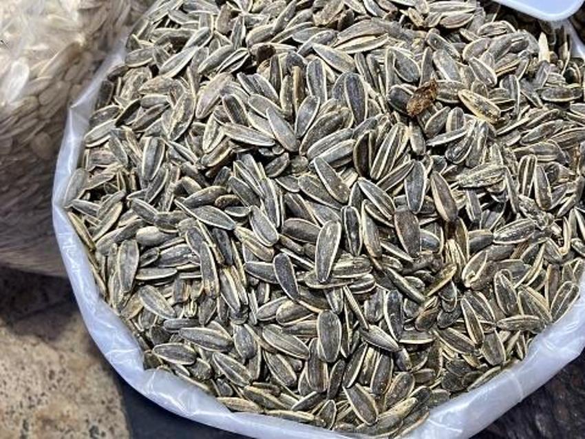 Siyah altın hasadı başladı! Kilosu 40 liradan satılıyor