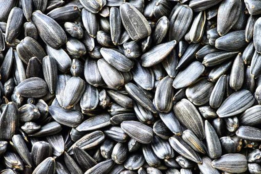 Siyah altın hasadı başladı! Kilosu 40 liradan satılıyor