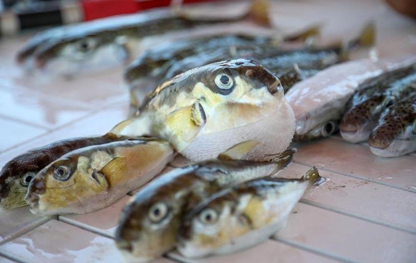 Paraya para demiyorlar! Devlet tanesini 12,5 liradan alıyor, iş kapısı oldu