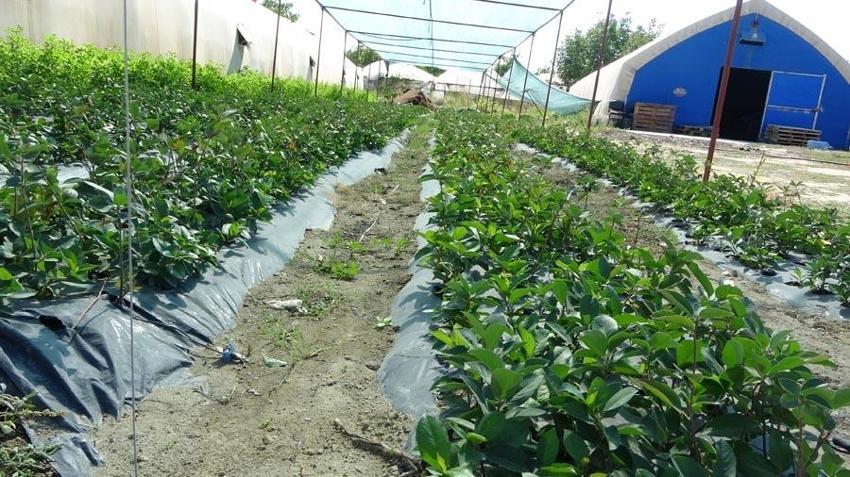 Kilosu 150 liradan satılıyor! Süper meyve olarak geçiyor