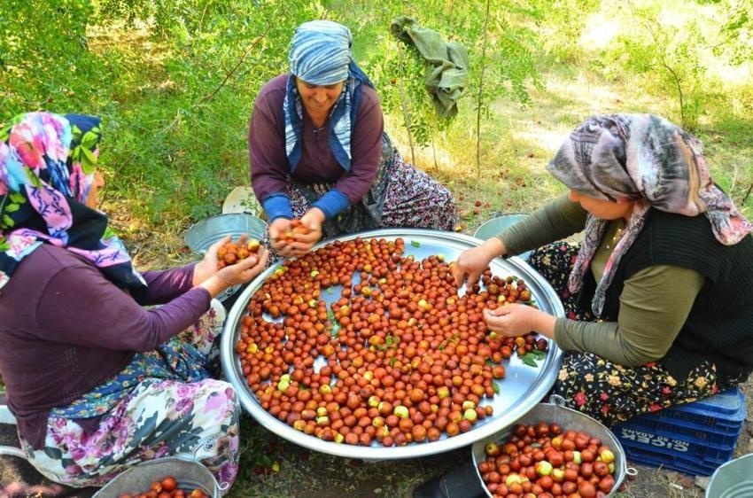 Büyük gelir kaynağı oldu! Kilosu 20 liradan satılıyor
