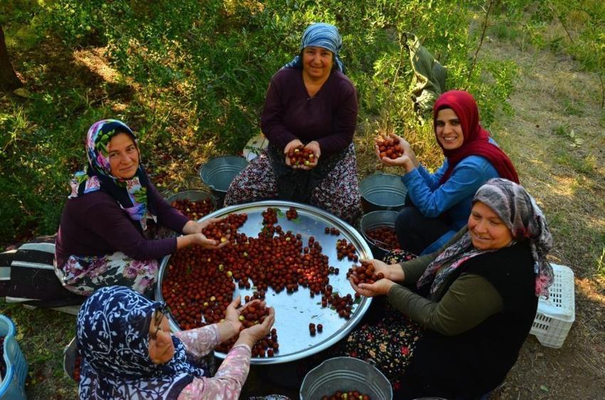 Büyük gelir kaynağı oldu! Kilosu 20 liradan satılıyor