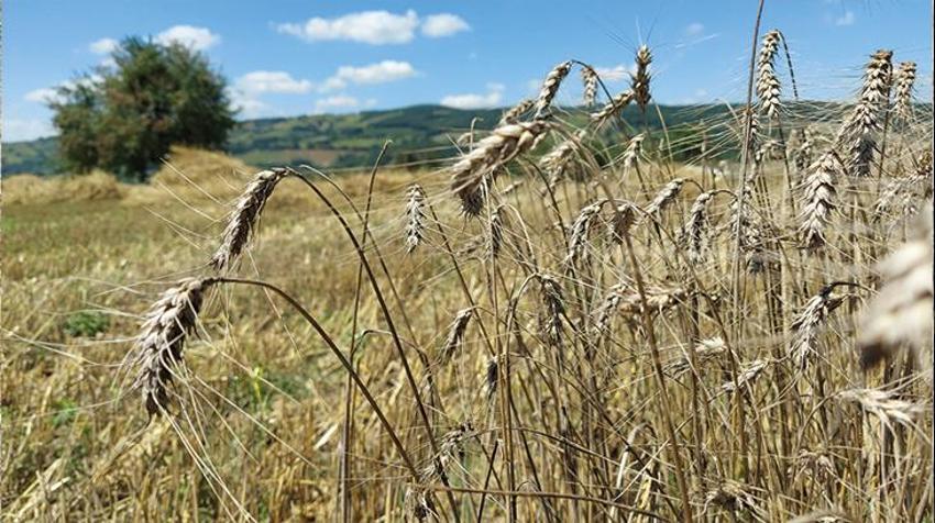 E-Devlet'te yeni hizmet! Resmen başladı, artık ücret ödenmeyecek