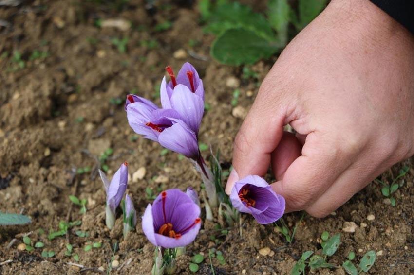 Kilosu 100 bin liradan satılıyor! Büyük talep var