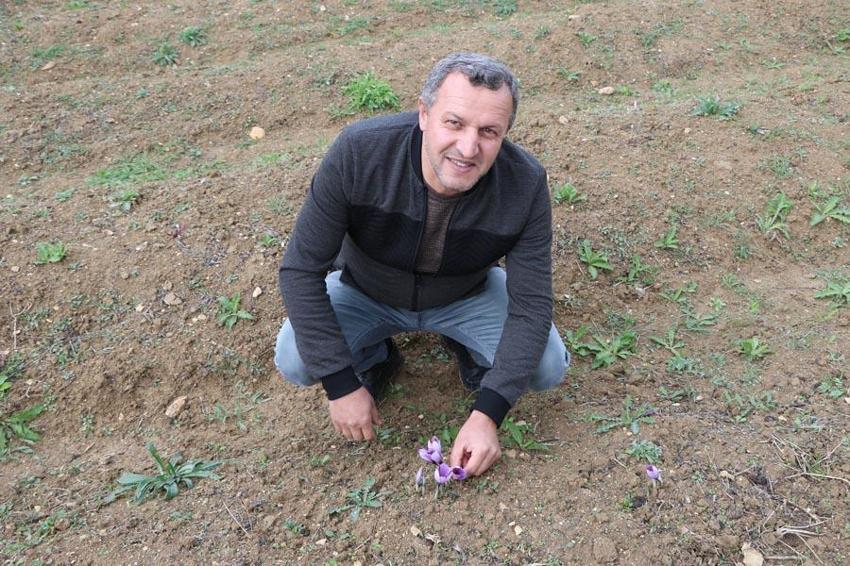 Dünyanın en pahalı baharatı! Karabük'te hasat başladı, kilosu 100 bin TL