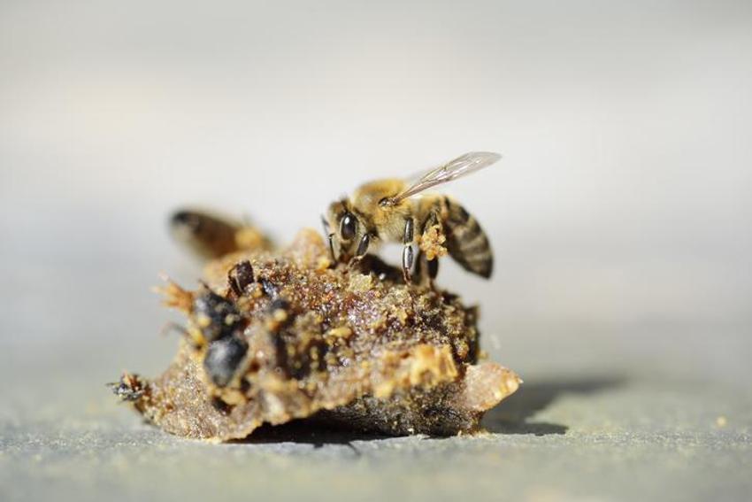 Kansere karşı çok etkili, antioksidan etkisi gösteriyor! En az 20 damla yetiyor