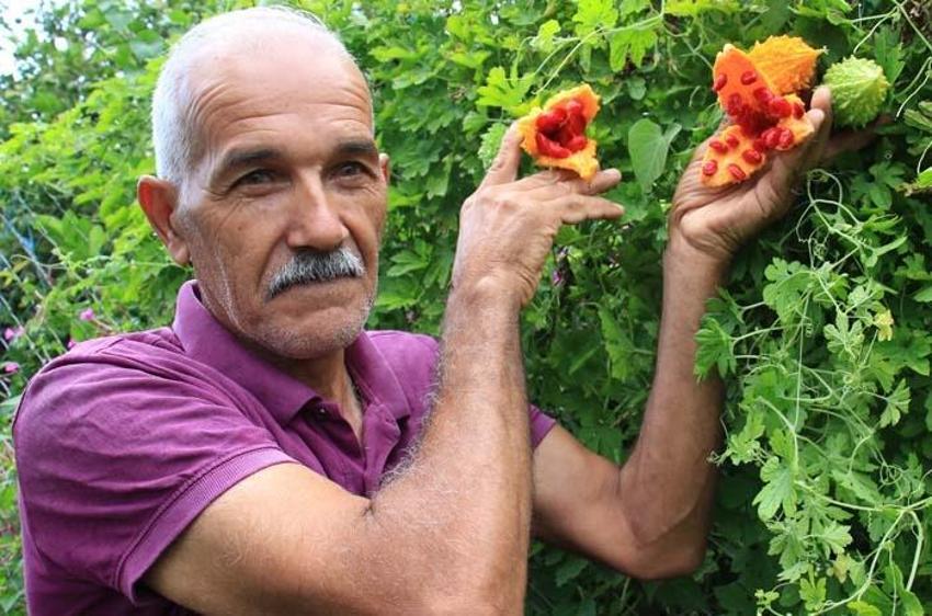 Bahçede kendiliğinden çıktı, üretip satmaya başladı! Ciddi bir geliri var, 8 ay boyunca hasat edilebiliyor