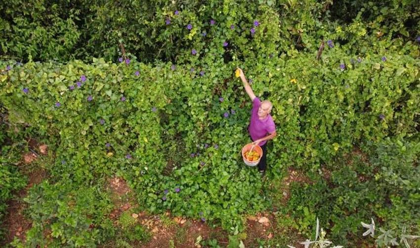 Bahçede kendiliğinden çıktı, üretip satmaya başladı! Ciddi bir geliri var, 8 ay boyunca hasat edilebiliyor