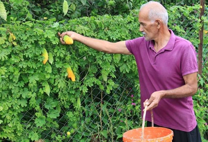 Bahçede kendiliğinden çıktı, üretip satmaya başladı! Ciddi bir geliri var, 8 ay boyunca hasat edilebiliyor
