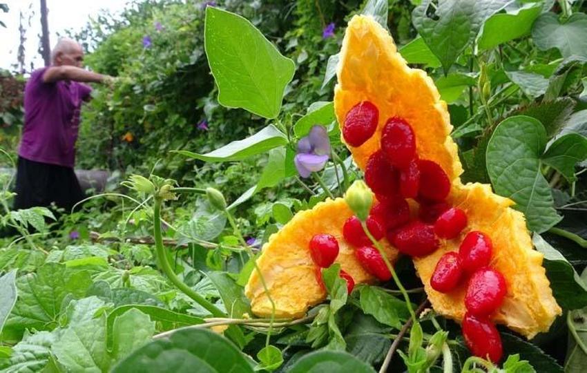 Bahçede kendiliğinden çıktı, üretip satmaya başladı! Ciddi bir geliri var, 8 ay boyunca hasat edilebiliyor