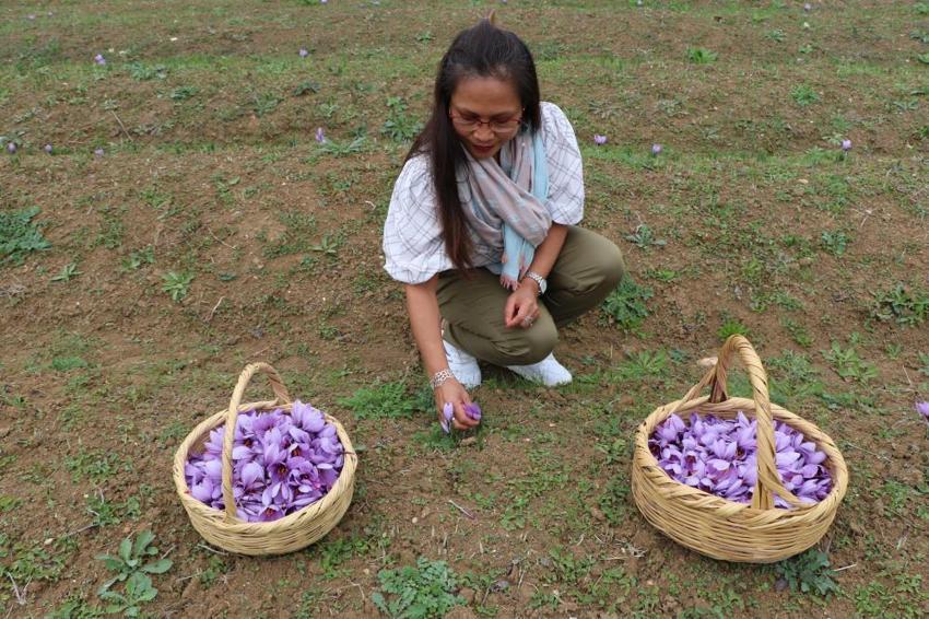 Dünyanın en pahalı baharatı! Karabük'te hasat başladı, kilosu 100 bin TL