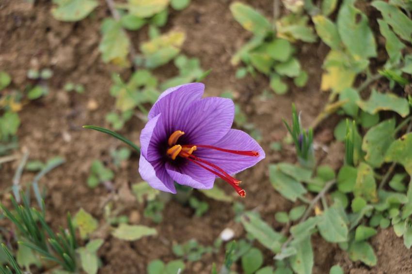 Dünyanın en pahalı baharatı! Karabük'te hasat başladı, kilosu 100 bin TL