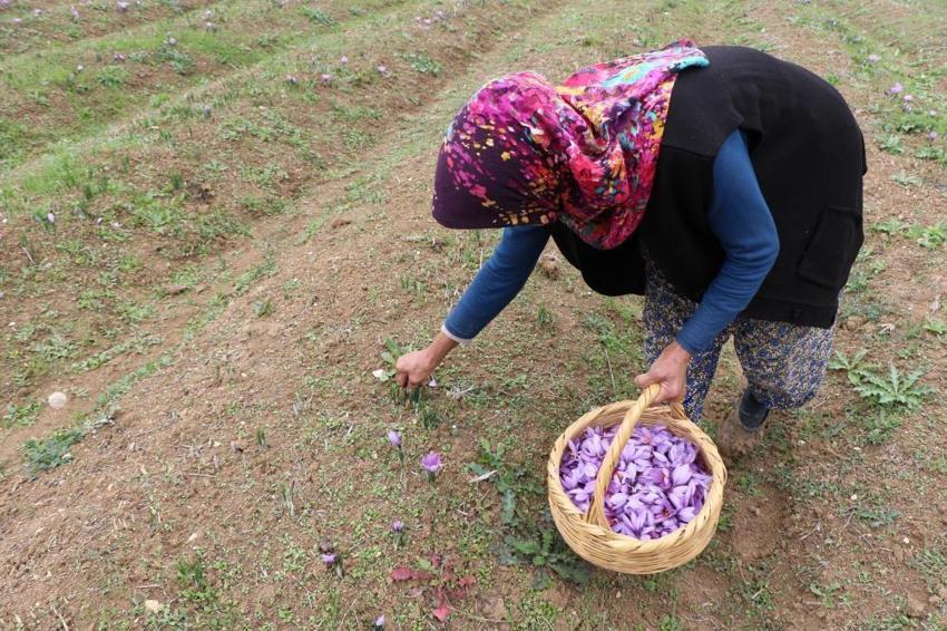 Dünyanın en pahalı baharatı! Karabük'te hasat başladı, kilosu 100 bin TL