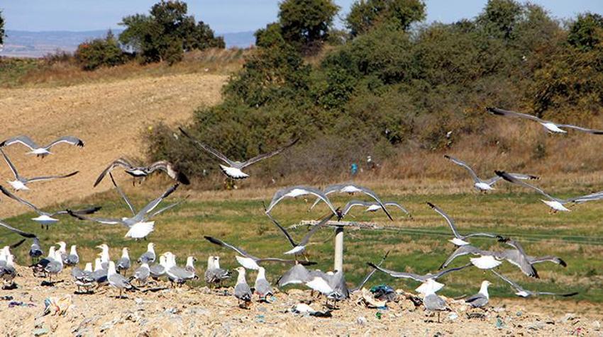 Katil martı paniği! Diğer kuşları öldürüp yiyorlar