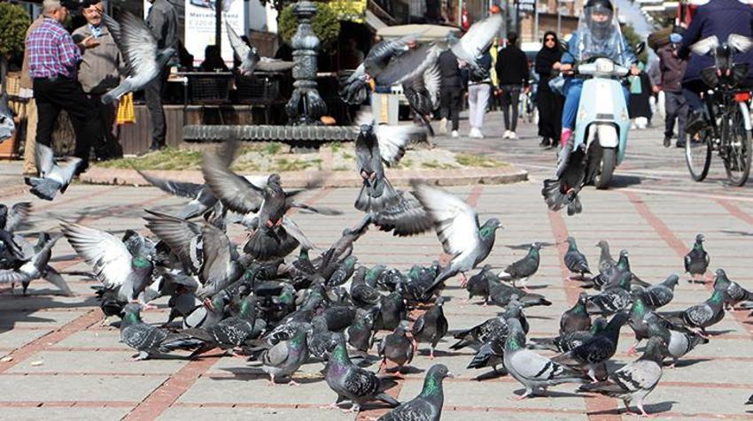 Katil martı paniği! Diğer kuşları öldürüp yiyorlar