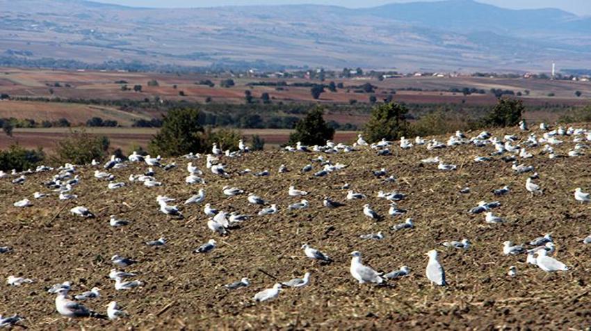 Katil martı paniği! Diğer kuşları öldürüp yiyorlar