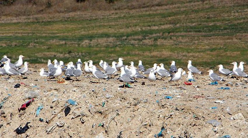 Katil martı paniği! Diğer kuşları öldürüp yiyorlar