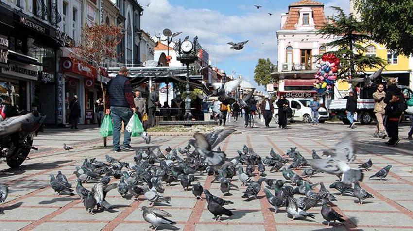 Katil martı paniği! Diğer kuşları öldürüp yiyorlar