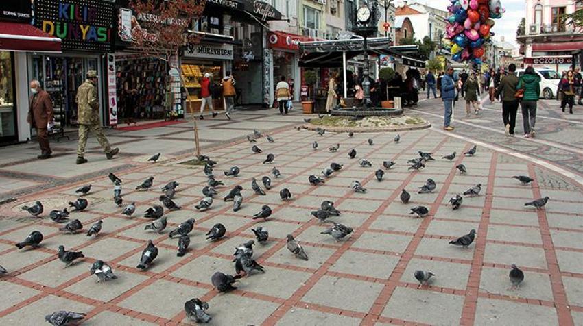 Katil martı paniği! Diğer kuşları öldürüp yiyorlar