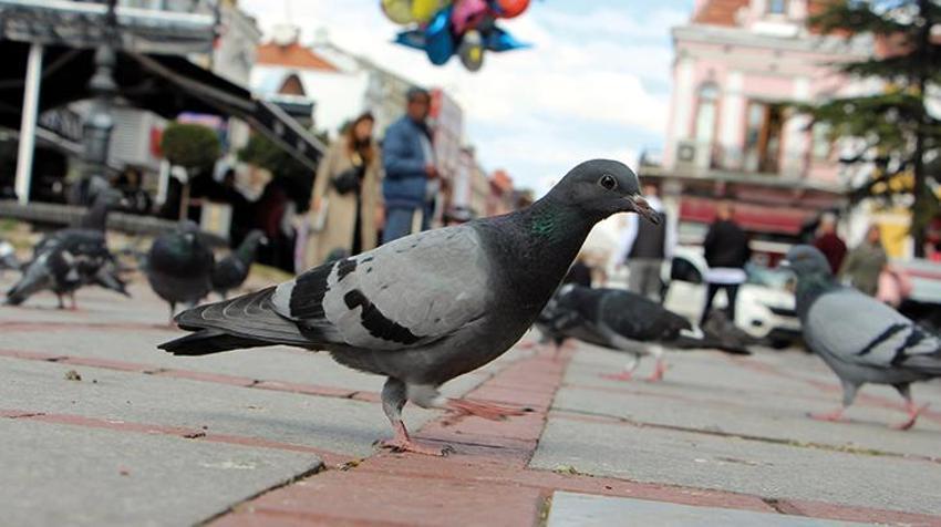 Katil martı paniği! Diğer kuşları öldürüp yiyorlar