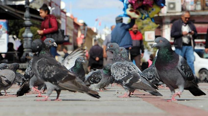 Katil martı paniği! Diğer kuşları öldürüp yiyorlar
