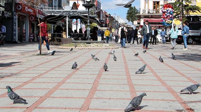 Katil martı paniği! Diğer kuşları öldürüp yiyorlar
