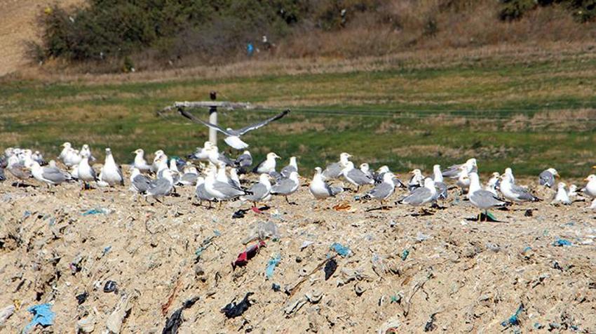 Katil martı paniği! Diğer kuşları öldürüp yiyorlar