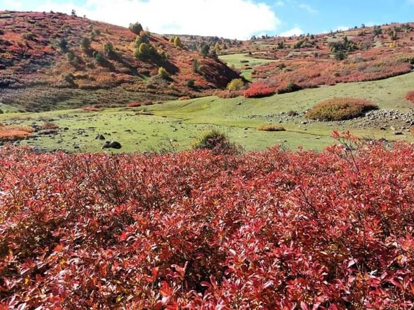 Ordu yaylalarında sonbahar güzelliği