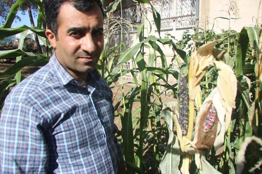 Tanesi 250 liraya satılıyor, ekecek yer bulamıyor! Verimli, doğal ve çok nadir