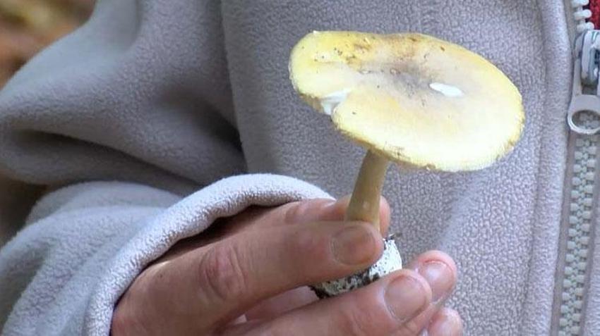 Mikolog Barutçiyan: Ölümlerin yüzde 95'i 'Köygöçüren' adı verilen mantardandır