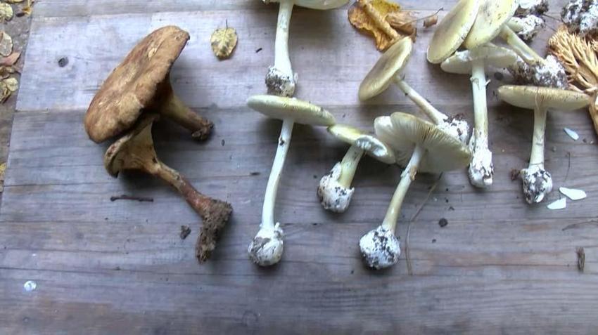Mikolog Barutçiyan: Ölümlerin yüzde 95'i 'Köygöçüren' adı verilen mantardandır