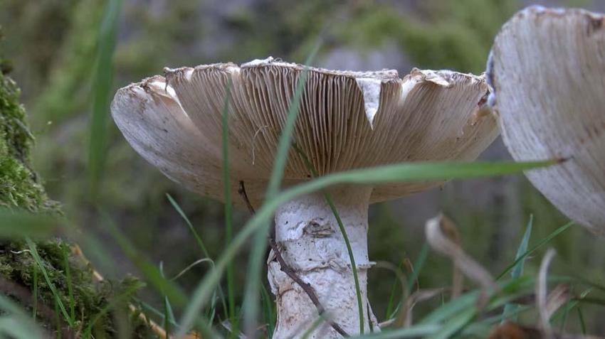 Mikolog Barutçiyan: Ölümlerin yüzde 95'i 'Köygöçüren' adı verilen mantardandır